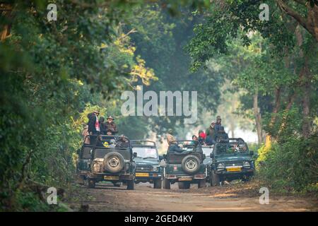 Jim corbett National Park, Ramnagar, Uttarakhand, India - 8 dicembre 2020 - turisti e fotografi in Wildlife Safari veicoli sono in attesa patien Foto Stock