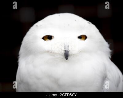 Gufo nevoso isolato su nero bubo scandiacus Foto Stock