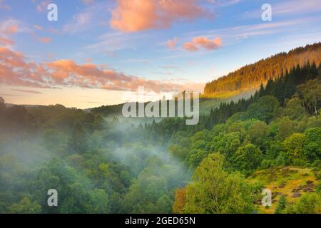 La nebbia che sorge da una Forrest a Glen Finglas, nel Parco Nazionale del Trossachs, Scozia, Regno Unito. Foto Stock