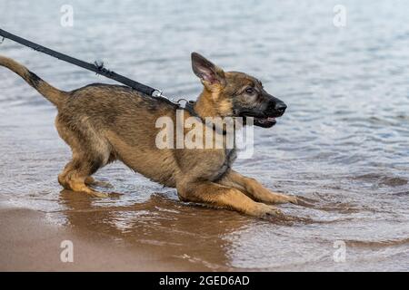 Un cucciolo di Pastore tedesco di undici settimane che gioca in acqua Foto Stock