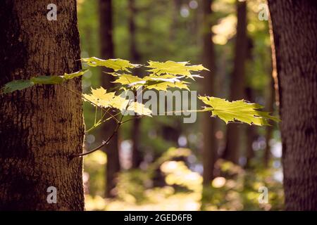 Germogli giovani e freschi di foglie di acero giallo su tronchi d'albero. Primo piano con messa a fuoco poco profonda e sfondo sfocato. Parchi, all'aperto, viaggi, backg Foto Stock