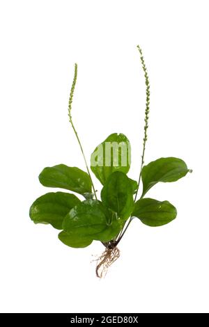 Grande Plantain (Plantago maggiore o Soldier s Herb) su sfondo bianco Foto Stock