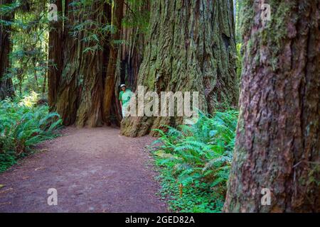 Escursionista sul sentiero tra Ross Creek Cedars in Montana, USA Foto Stock