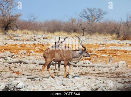 Impala anteleope nel deserto dell'Africa. Concetto Safari Foto Stock