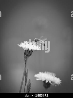 Ape su un fiore selvatico, nella campagna di Pampas, provincia la Pampa, Patagonia, Argentina. Foto Stock