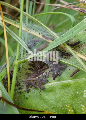 Sette settimane di Frassino fritillary (Euphydryas aurinia) caterpillars alimentando su foglie di Devil's bit scabious (Succisa pratensis), la loro pianta di cibo larval. Foto Stock