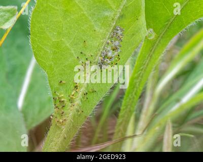 Caterpillars di palude (Euphydryas aurinia) che covano e che filano una rete larvale su una foglia poco scabiosa del diavolo (Succisa pratensis) da alimentare sotto. Foto Stock