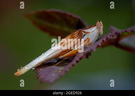 Un profilo laterale primo piano di un maschio Orchid Mantis, che mostra goccioline di pioggia sulle sue ali. Foto Stock