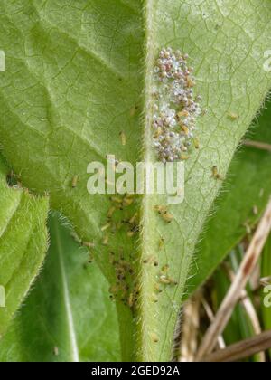 Caterpillars di palude (Euphydryas aurinia) che covano e che filano una rete larvale su una foglia poco scabiosa del diavolo (Succisa pratensis) da alimentare sotto. Foto Stock