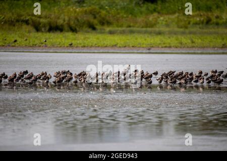 Un gregge di Godwit dalla coda nera, sulle rive dell'estuario del Severn. Foto Stock