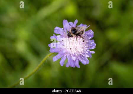 Ape raccolta nettare su una testa di fiore di Scabiosa lucida color lilla. Nome comune lucido scabious. Foto Stock