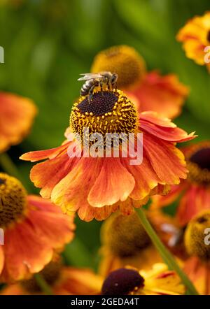 Ape raccolta nettare da un fiore di Helenium 'Moerheim Beauty' in un giardino britannico, in estate. Foto Stock