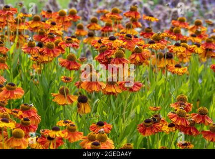 Helenium 'Moerheim Beauty' fiori in un giardino britannico, in estate. Foto Stock