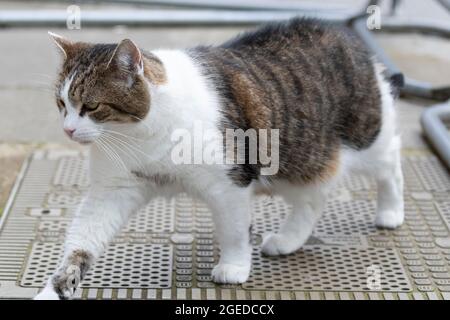 Larry il gatto che vive in numero 10 visto su Downing Street, nel centro di Londra, Regno Unito. 18 agosto 2021 Foto Stock