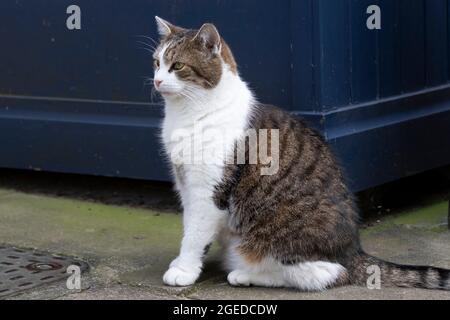 Larry il gatto che vive in numero 10 visto su Downing Street, nel centro di Londra, Regno Unito. 18 agosto 2021 Foto Stock