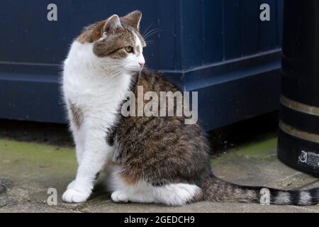 Larry il gatto che vive in numero 10 visto su Downing Street, nel centro di Londra, Regno Unito. 18 agosto 2021 Foto Stock