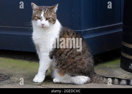 Larry il gatto che vive in numero 10 visto su Downing Street, nel centro di Londra, Regno Unito. 18 agosto 2021 Foto Stock