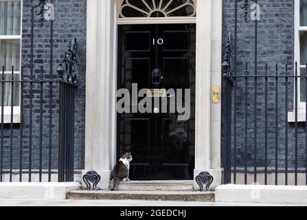 Larry il gatto che vive in numero 10 visto su Downing Street, nel centro di Londra, Regno Unito. 18 agosto 2021 Foto Stock