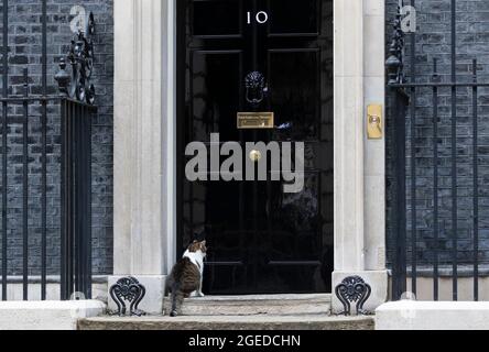 Larry il gatto che vive in numero 10 visto su Downing Street, nel centro di Londra, Regno Unito. 18 agosto 2021 Foto Stock