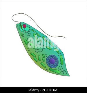 Verde Euglena. Illustrazione vettoriale di un microrganismo. Illustrazione a colori brillanti. Foto Stock