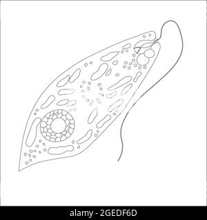 Contorno verde euglena. Illustrazione vettoriale di un microrganismo. Illustrazione dei contorni in bianco e nero. Foto Stock