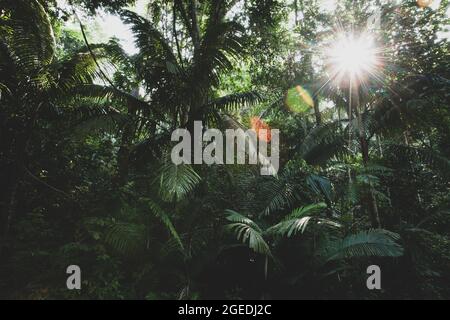 Alba in una profonda foresta pluviale tropicale. Il sole splende sulle foglie di palma e sul verde fogliame di piante tropicali. Confine tra Thailandia e Malesia. Foto Stock