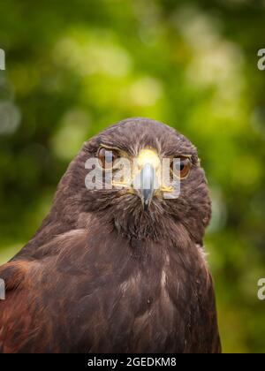 Un ritratto di Harris Hawk (Parabuteo unicinctus), un rapitore che caccia in gruppi sociali cooperativi. Foto Stock