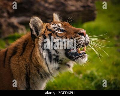 Ritratto di testa di una tigre amur femminile (Panthera tigris altaica) Foto Stock