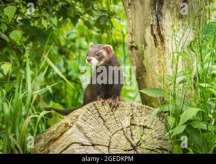 European Polecat (Mustela putorius) - Ritratto Giovanile su un ceppo di albero caduto. Noto anche come il comune furetto, nero o polecat foresta. Foto Stock