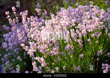 Luce del sole che versa attraverso viola mauve inglese fiori di lavanda (Lavandula Hidcote) in fiore in un giardino di luglio in Galles UK KATHY DEWITT Foto Stock