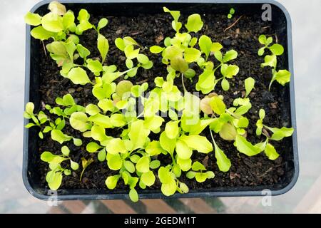 Vista dall'alto guardando in basso su un vassoio di semi di compost giardino coltivazione di lattughe piantine da una miscela di semi italiani in estate Regno Unito KATHY DEWITT Foto Stock