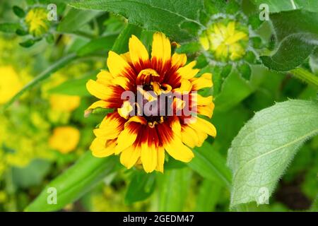 Rudbeckia fiore rosso giallo che cresce nel mese di luglio estate in un giardino erbaceo confine paese fiore Carmarthenshire Galles Regno Unito Gran Bretagna KATHY DEWITT Foto Stock