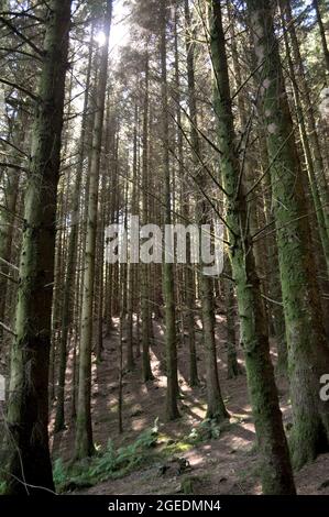 Luce del sole che brilla attraverso una foresta di abeti, Isola di Arran, Scozia Foto Stock