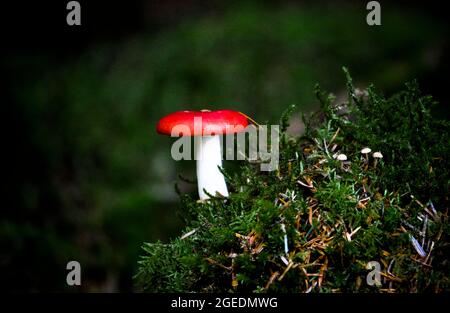 Funghi rossi o toadstool che crescono tra muschi sul pavimento della foresta, Scozia Foto Stock