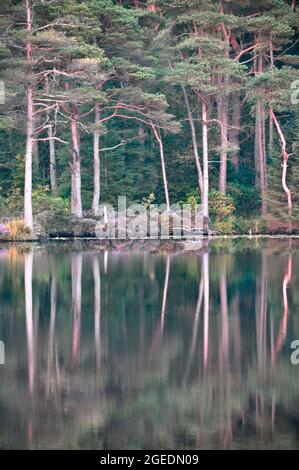 Alberi ai margini di un Loch Foto Stock