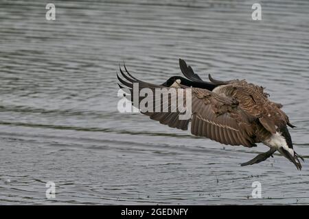 Canada Goose (Branta canadensis) che arriva a atterrare su un lago nella Riserva Naturale dei Laghi di Langford nel Wiltshire, Inghilterra, Regno Unito Foto Stock