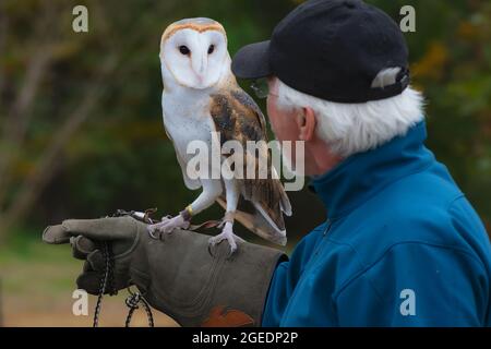 Volontario e captive fienile gufo ad una presentazione raptor rehab Foto Stock