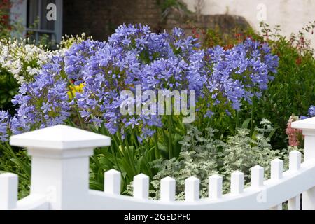 Giardino costiero o balneare con agapanthus blu (agapanthus africanus) in fiore sul lungomare di Cowes, Isola di Wight, Inghilterra, Regno Unito Foto Stock