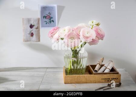 Londra, Regno Unito -20 marzo 2021, il mazzo di farfalle persiane rosa pallido Foto Stock