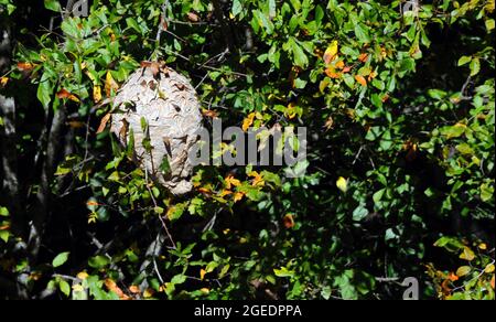 Hornets hanno costruito un nido alto adnist i rami degli alberi nell'Arkansas meridionale. Foto Stock