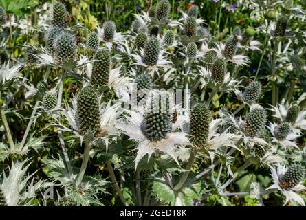 Primo piano di mare agrifoglio eryngium fiori che crescono in un giardino confine in estate Inghilterra Regno Unito Regno Unito Gran Bretagna Foto Stock