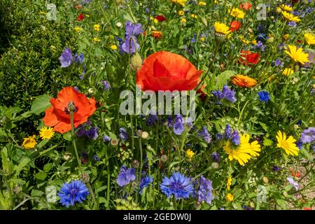 Primo piano di papaveri rossi marigolds di mais giallo e fiori di mais blu fiori di campo in un giardino di confine in estate Inghilterra Regno Unito GB Foto Stock