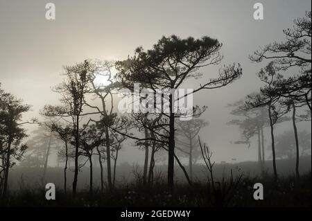 Una fotografia di paesaggio del legno di pino thailandese quando il sole dietro la nebbia che copre tutto intorno come spaventosa scena nebbiosa in sfondo del festival di Halloween o h. Foto Stock