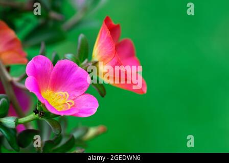 Portulaca oleracea fiori in rosa e rosso, primo piano. Due belle fioriture con petali colorati. Foglie piccole. Sfondo verde naturale sfocato. Foto Stock