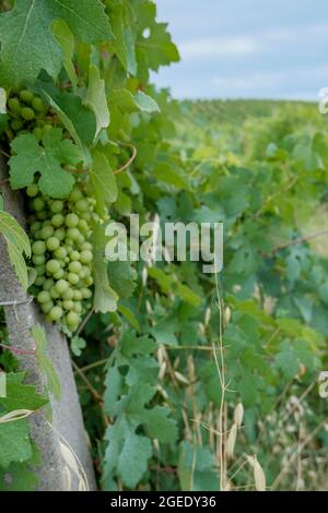 mazzo di uve bianche in primo piano in tutta la vigna. Stagione di raccolta. Agricoltura. Industria del vino Foto Stock