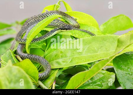 Serpente verde di Indra (serpente d'albero dorato, serpente volante ornato, serpente volante dorato) su una foglia verde fresca Foto Stock