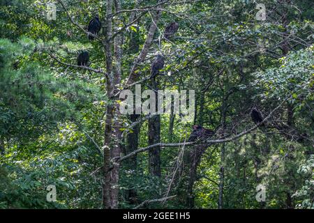 Molti avvoltoi di tacchino neri con teste rosse calde appollaiate su rami alti in un albero che riposa e che predica nella foresta in estate Foto Stock