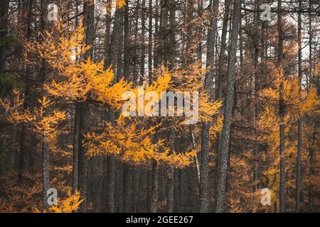 Foresta d'autunno con larici, foto di sfondo naturale Foto Stock
