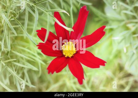 Fiore rosso primo piano. Vista dall'alto contro erba verde, immagine tonata Foto Stock
