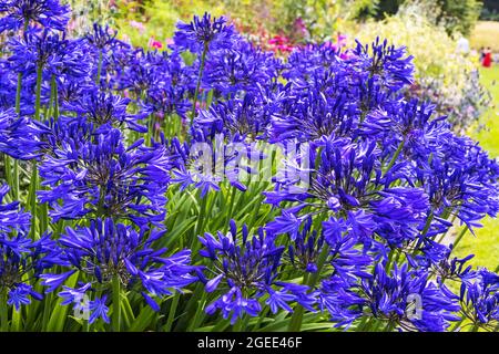 Fiori blu profondo Agapanthus in un bordo giardino. Foto Stock
